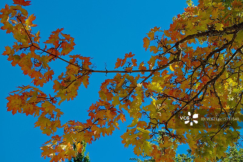 秋季托盘图片素材