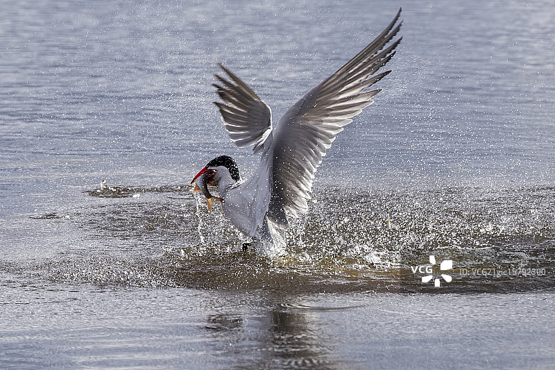 里海燕鸥捕鱼图片素材