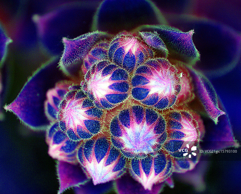 长生草图片素材