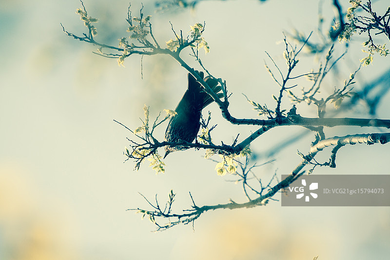 皮利角的一只鸣禽图片素材