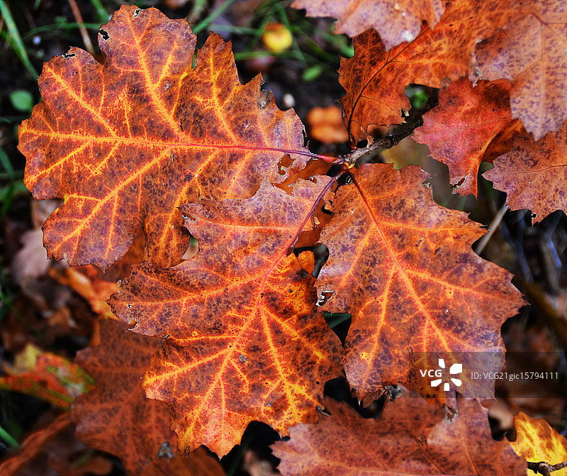 橡树叶子图片素材