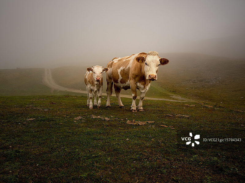 山地奶牛图片素材