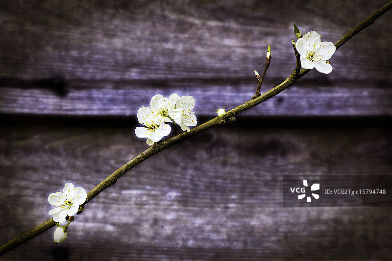 木头上的苹果图片素材