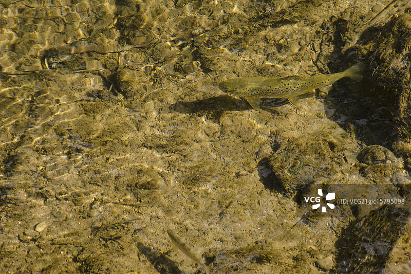 棕色鳟鱼图片素材