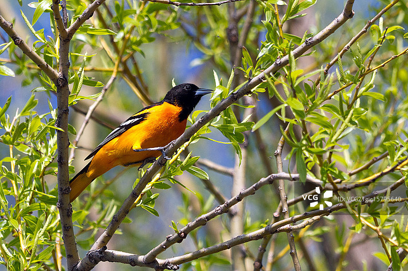 黄鹂鸟日光浴图片素材