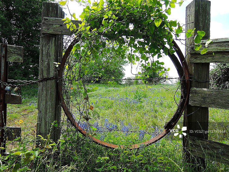 德克萨斯州蓝帽花图片素材