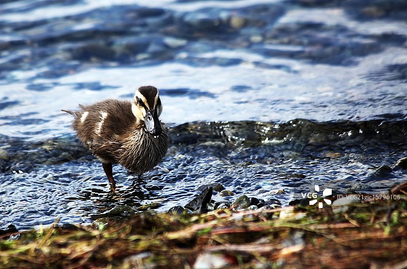 小鸭，西雅图，华盛顿图片素材