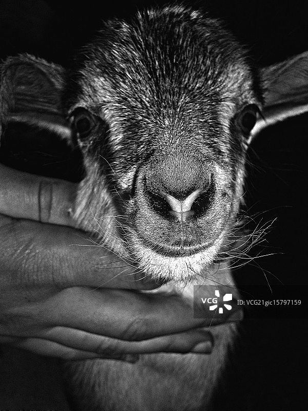 母山羊图片素材