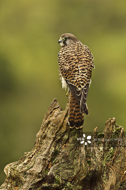 栖息的红隼图片素材