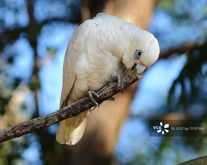 啃树枝的小葵花凤头鹦鹉图片素材
