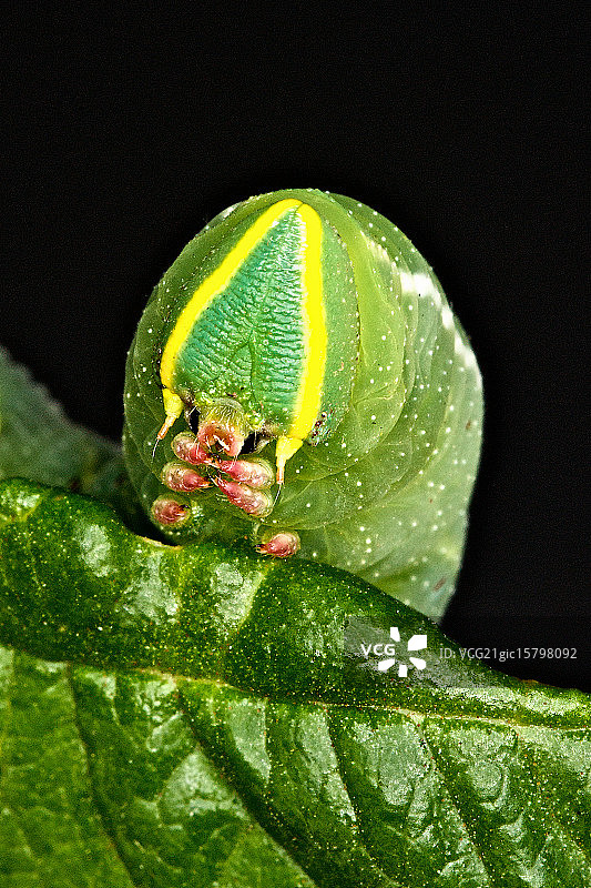 烟草天蛾幼虫图片素材