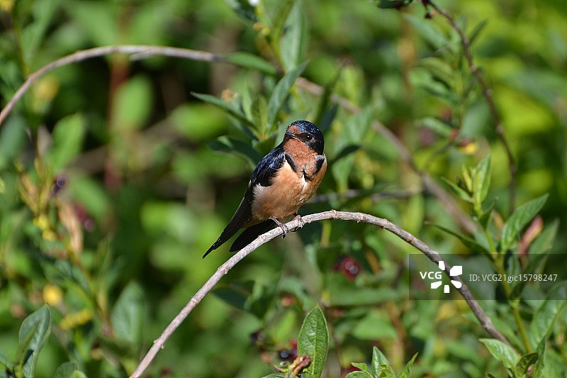 谷仓燕子图片素材