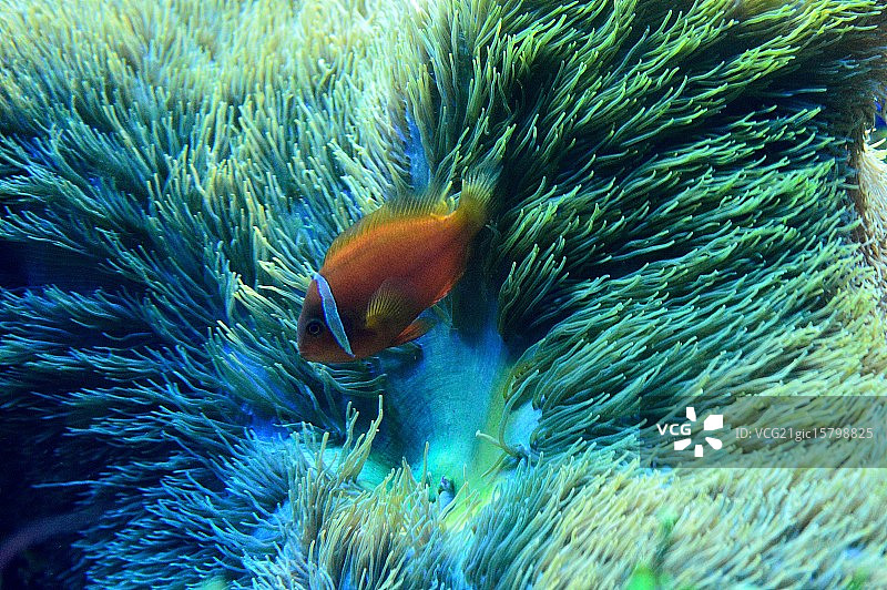 摇曳的触须图片素材