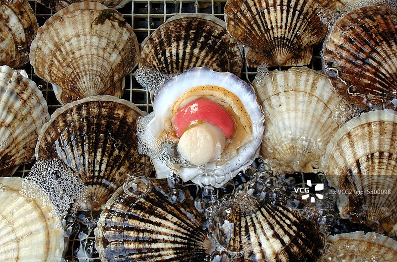 在半壳上图片素材