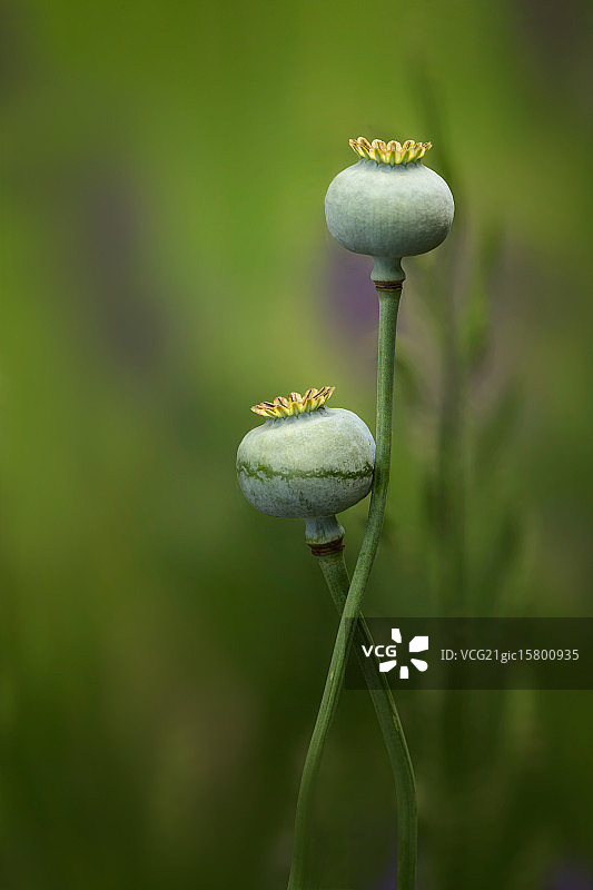 皇家夫妇图片素材