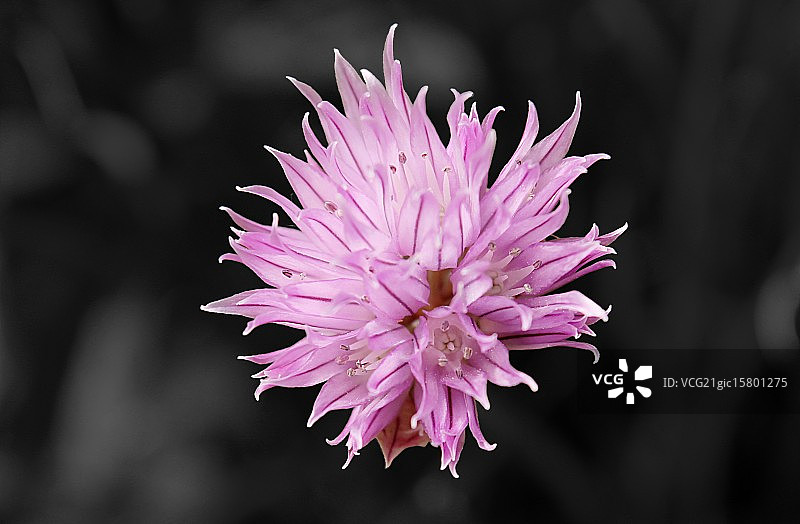 细香葱图片素材