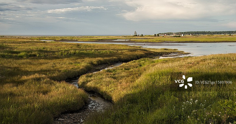 沼泽地景观图片素材
