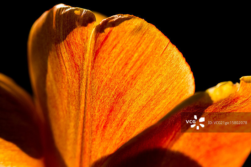 花瓣与阳光图片素材