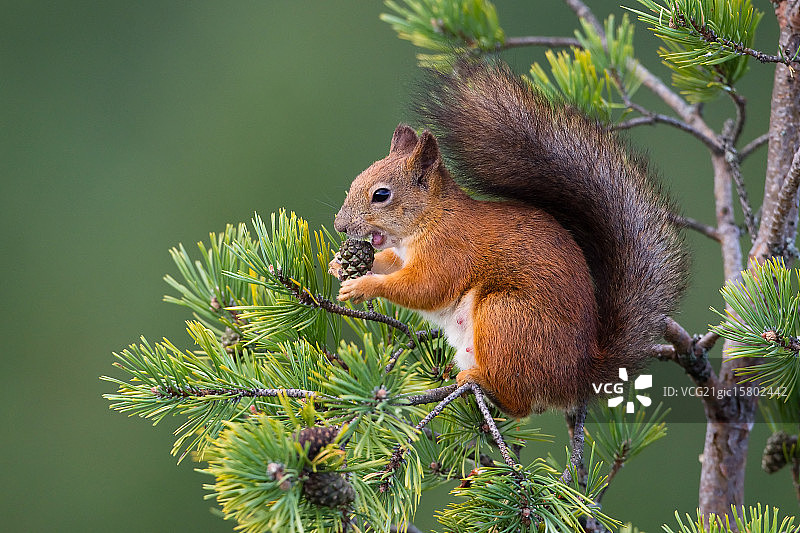 欧亚红松鼠图片素材