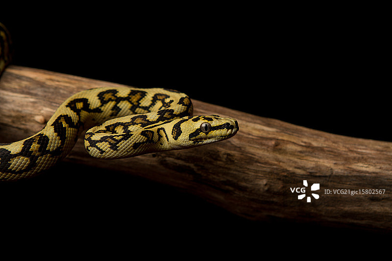 地毯蟒图片素材