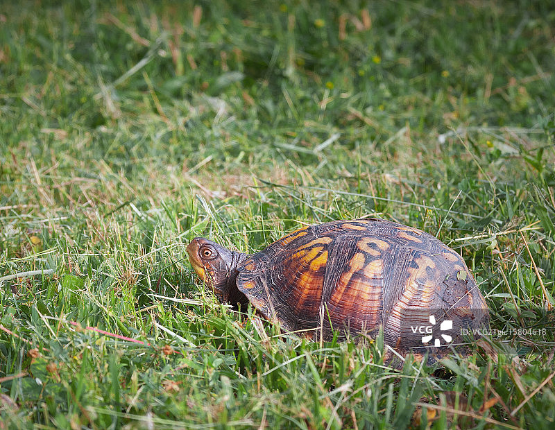 稳步前进图片素材