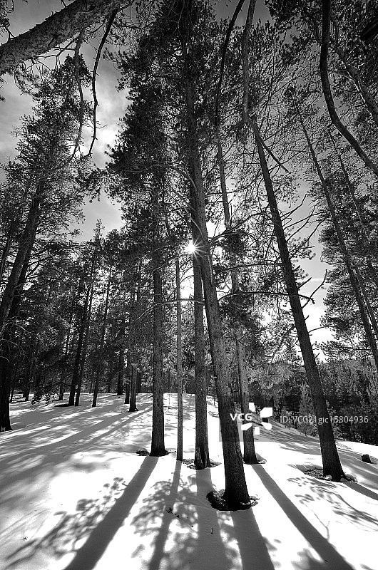 绿松石湖森林图片素材