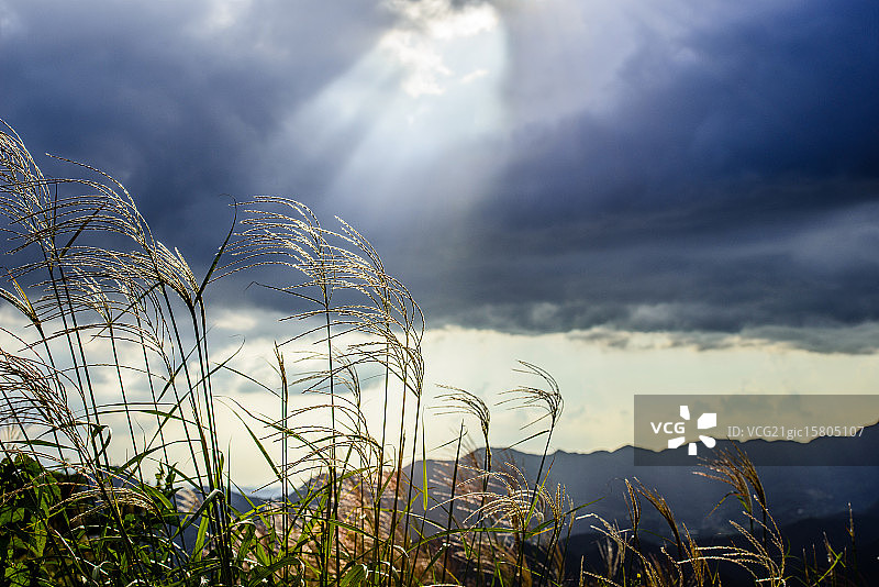 火焰草图片素材