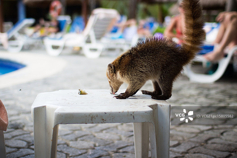 长鼻浣熊图片素材