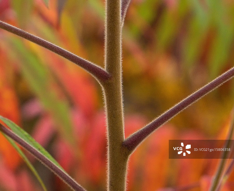 “漆树”图片素材