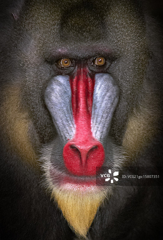 雄性山魈图片素材