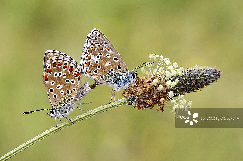 阿多尼斯蓝蝶之恋图片素材