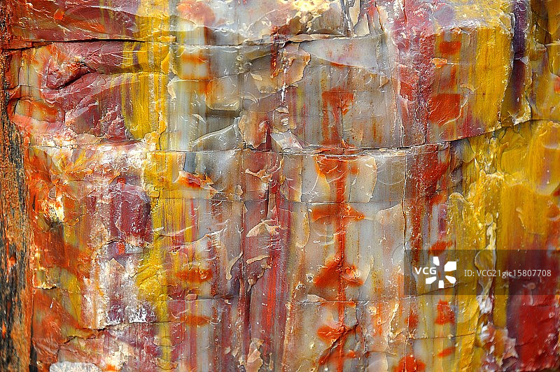 石化木特写图片素材