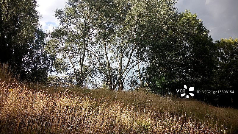 林间空地图片素材