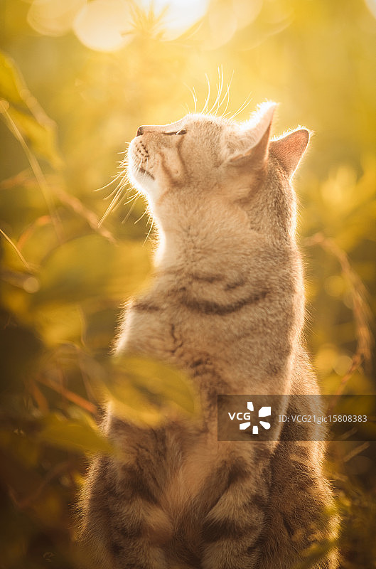 拯救祈祷图片素材