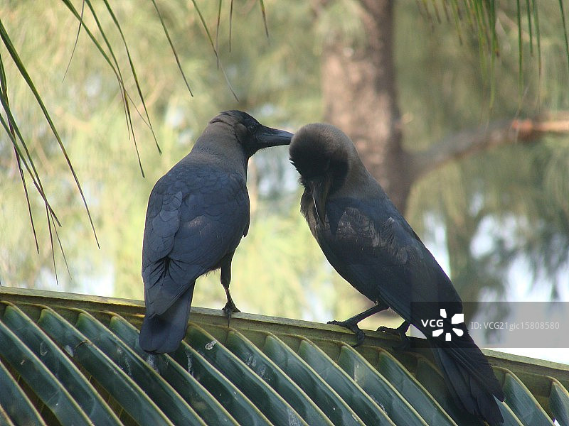爱情鸟图片素材