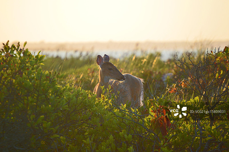 夏季雌鹿图片素材