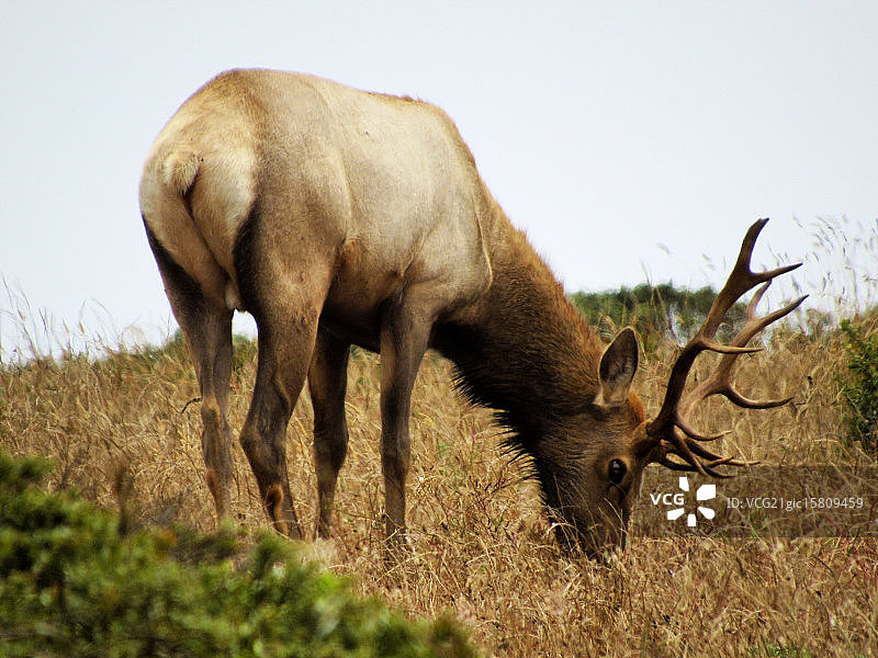 图莱麋鹿图片素材