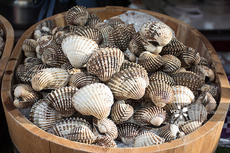 库珀的超大鸟蛤图片素材