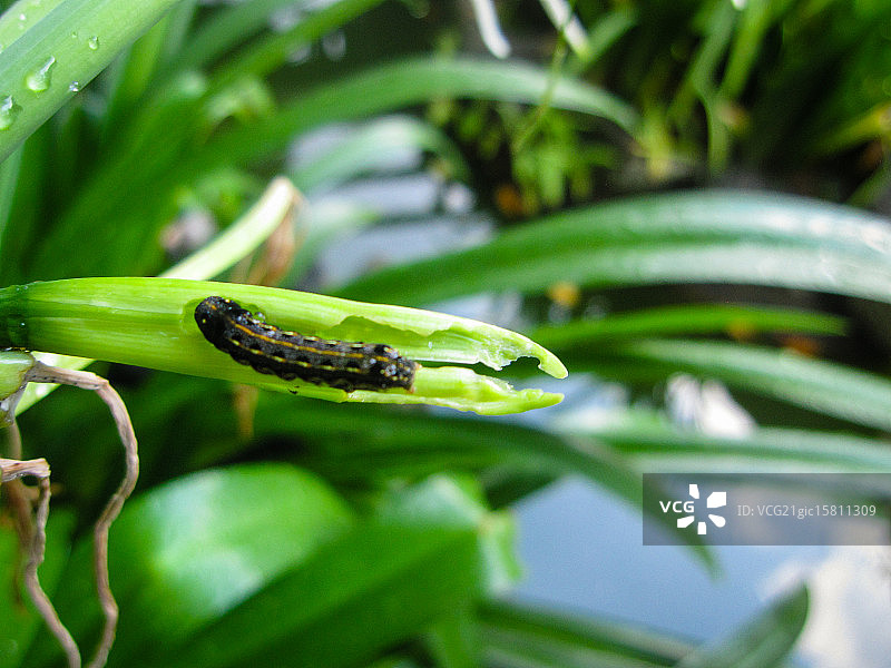 虫子啃食花朵图片素材