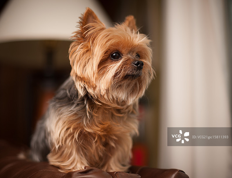 苏西士力架图片素材