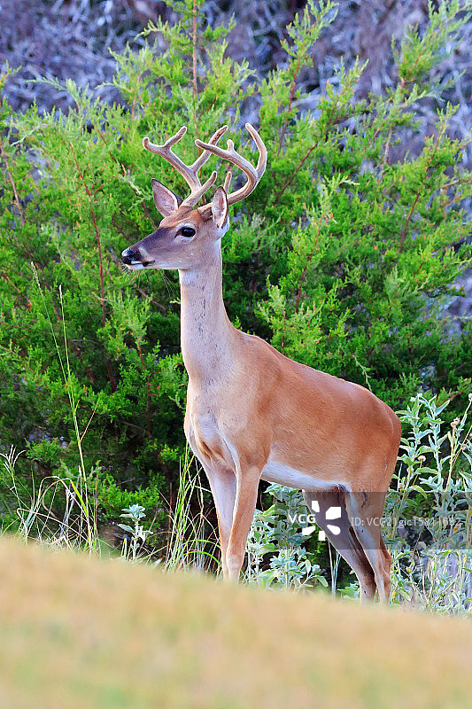 白尾鹿图片素材