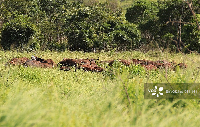 水牛群图片素材
