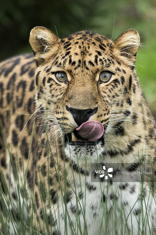 黑龙江豹图片素材