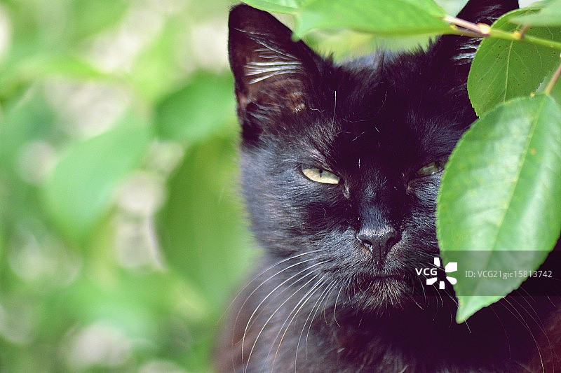 黑猫的凝视图片素材