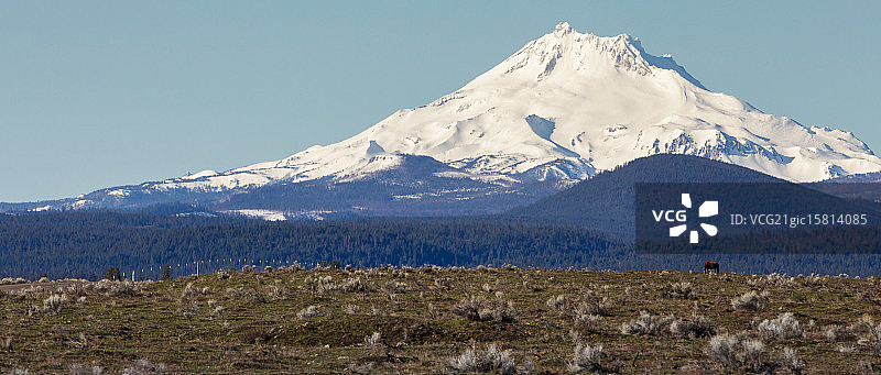 野马与山脉图片素材