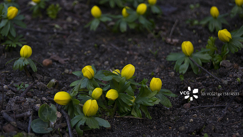 冬季乌头图片素材