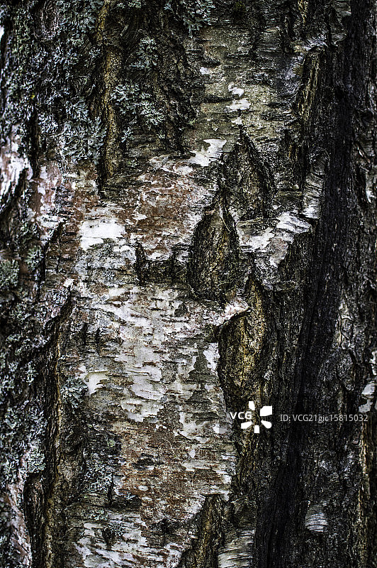 白桦树图片素材