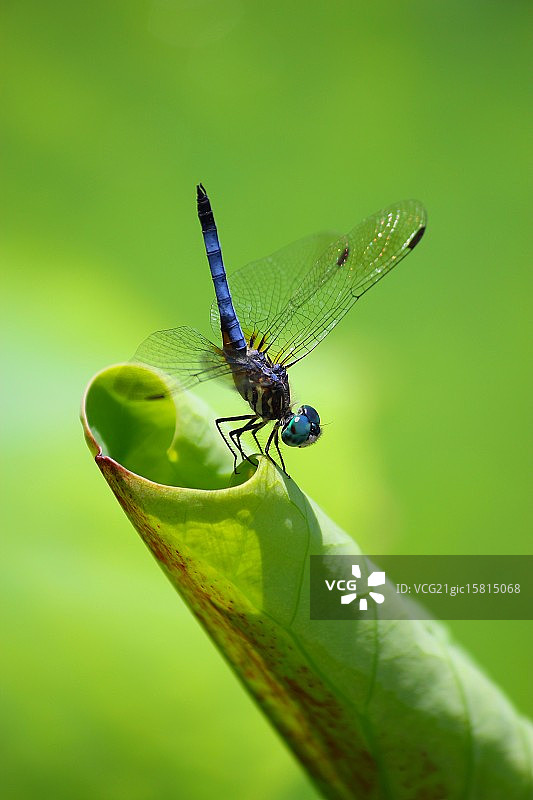 蓝色的蜻蜓图片素材