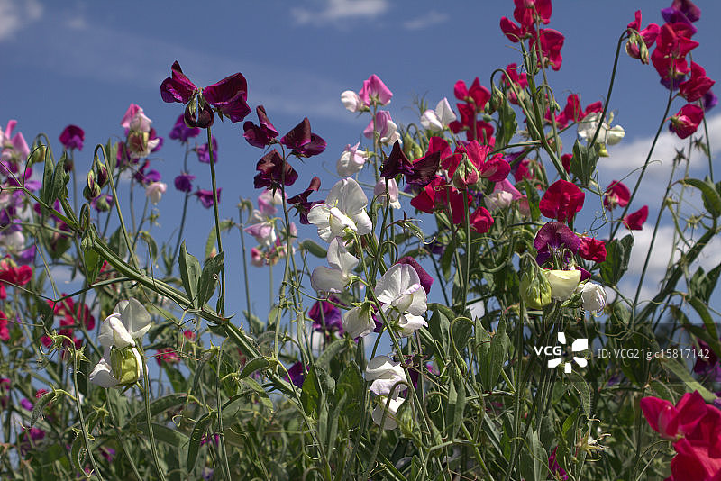 甜豌豆图片素材