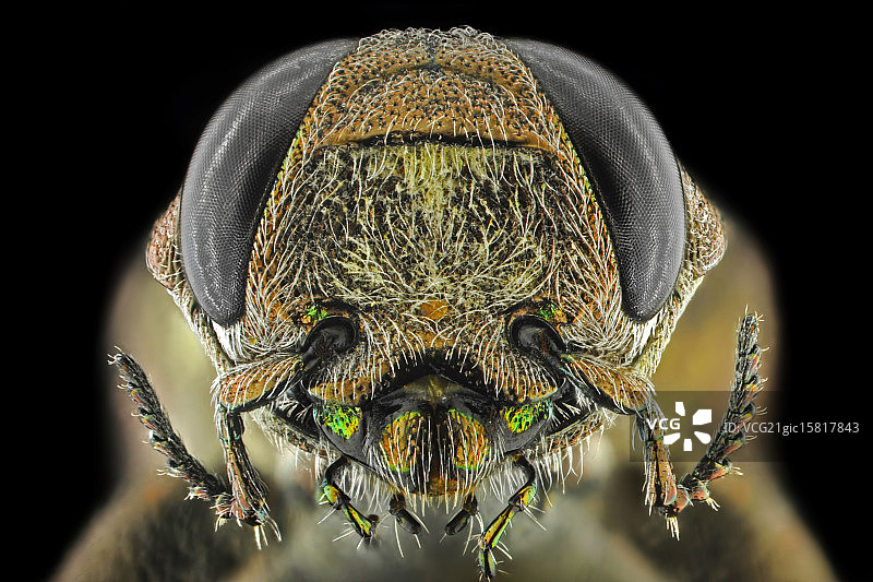 金属蛀木甲虫图片素材